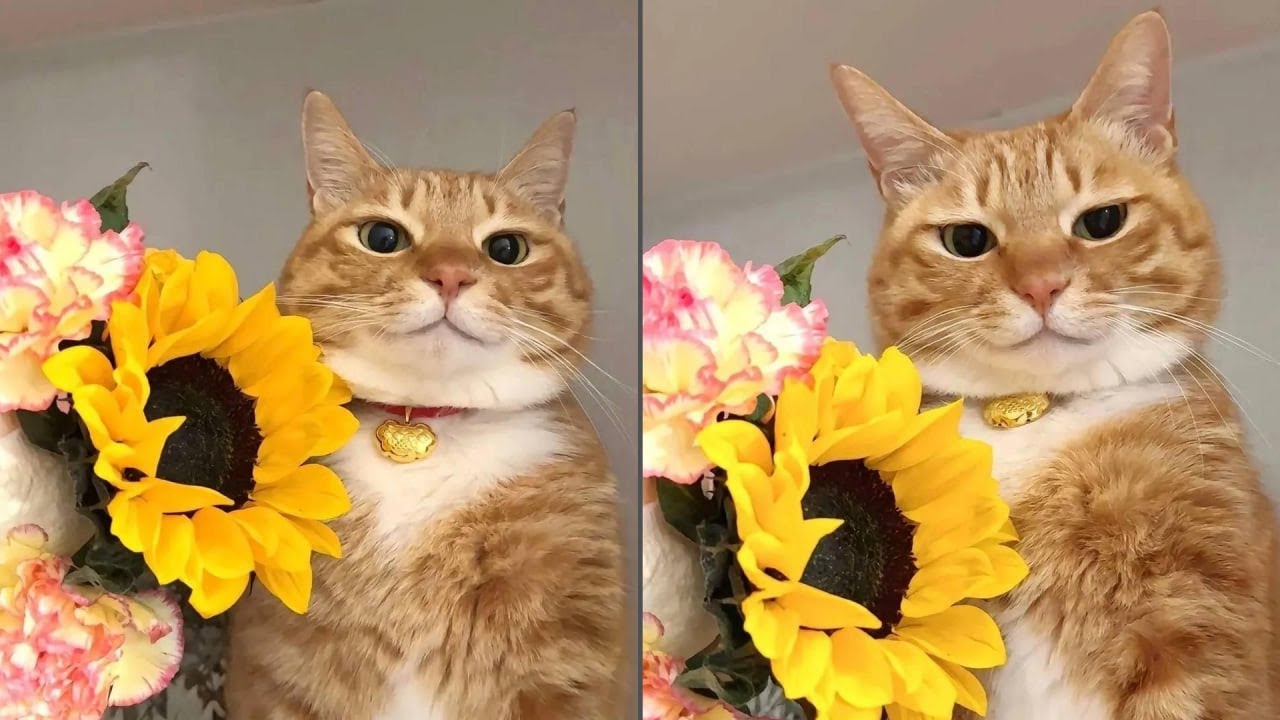 Cats Just Doing What Cats Do Best 🤣Funny Cats Videos 2025 🐱 Part 40