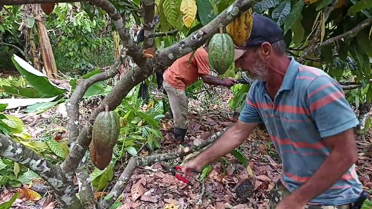 Como podar o pé de cacau mal formado. Continuando os trabalhos na roça de cacau.