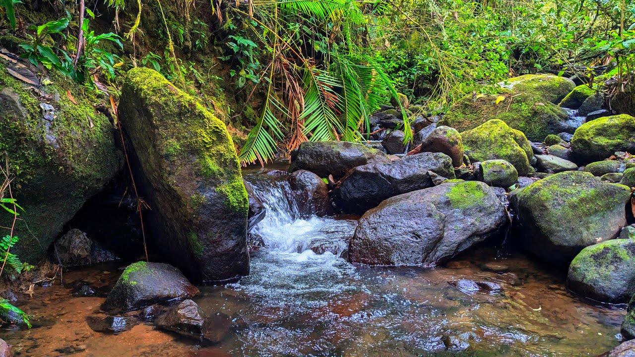 Peaceful Mossy Stream in the Forest | Relaxing River Sounds for Calm and Focus