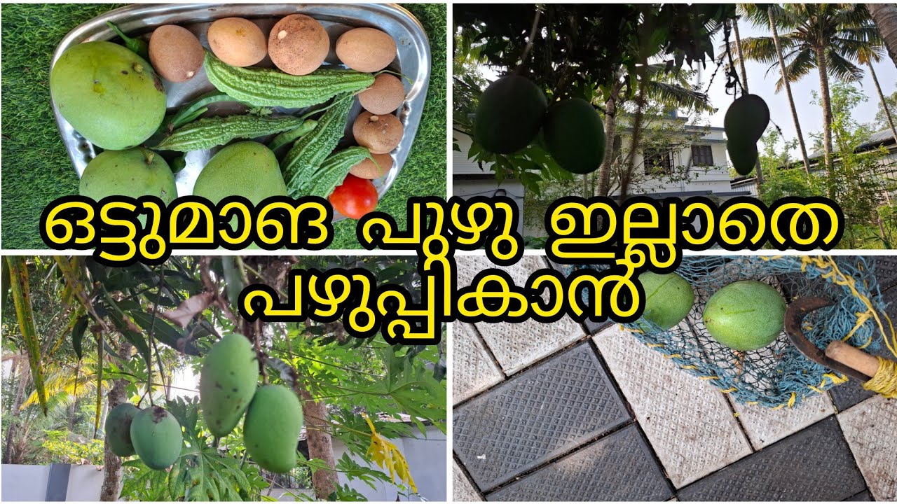 ഒട്ടുമാവിലെ  മാങ്ങ   പുഴു  ഇല്ലാതെ  എങ്ങനെ  പഴുപ്പികാം/ ഇന്നത്തെ  വിളവെടുപ്പ് 