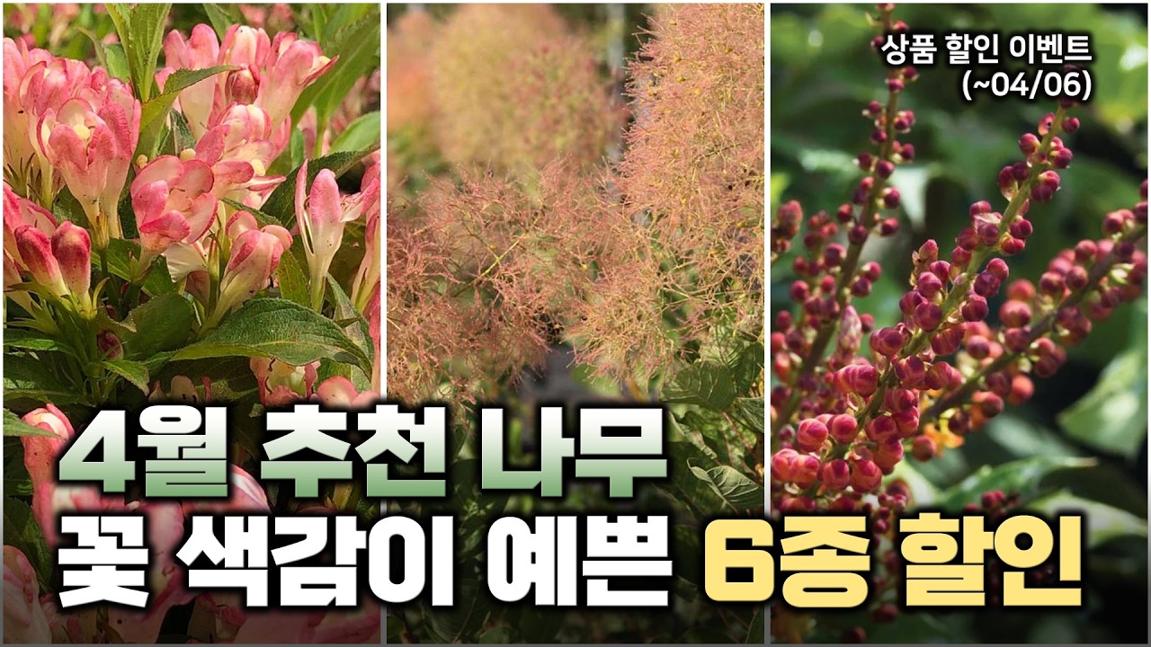 4월 추천 나무🌸꽃도 잎도 다 예쁜데 분위기까지 좋은‼️ 6가지 수종 소개 및 할인이벤트까지✨
