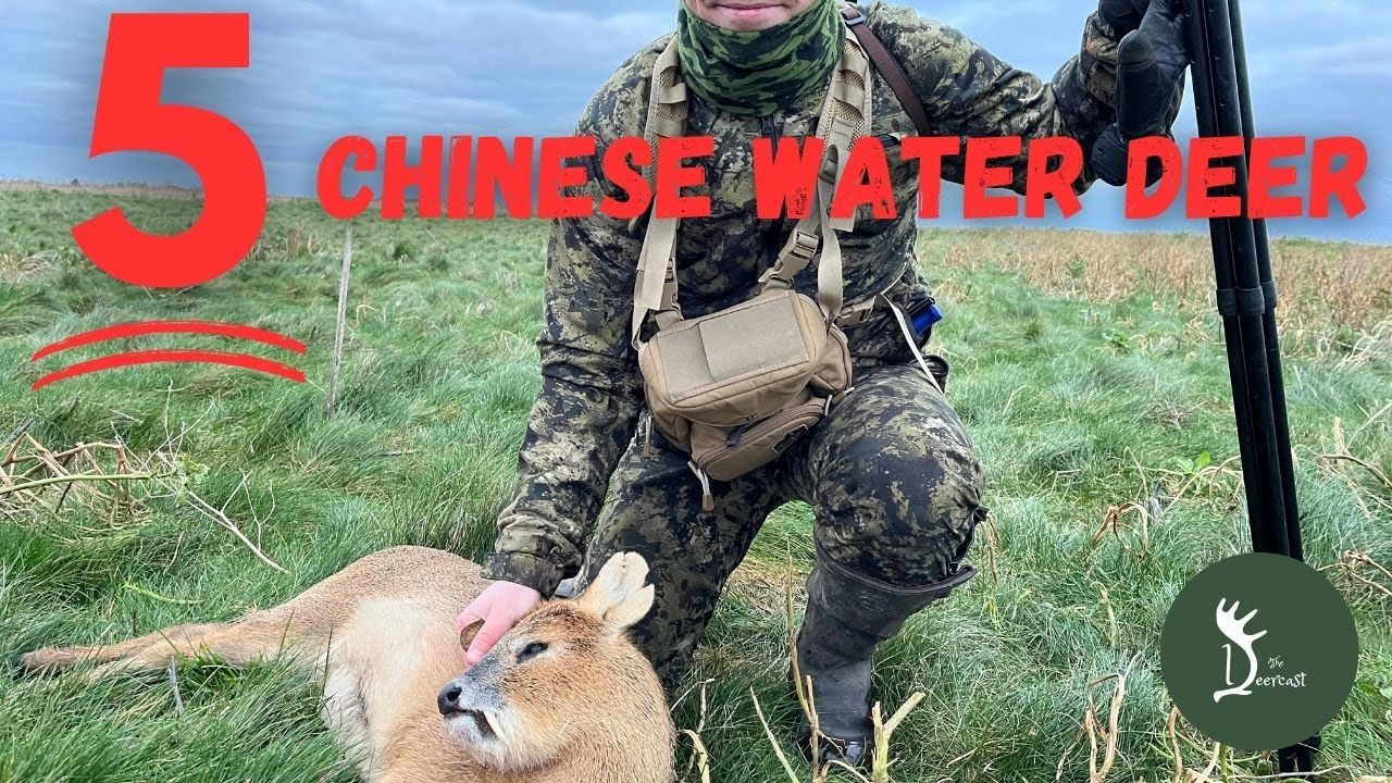 5 x Cambridge Chinese Water Deer!