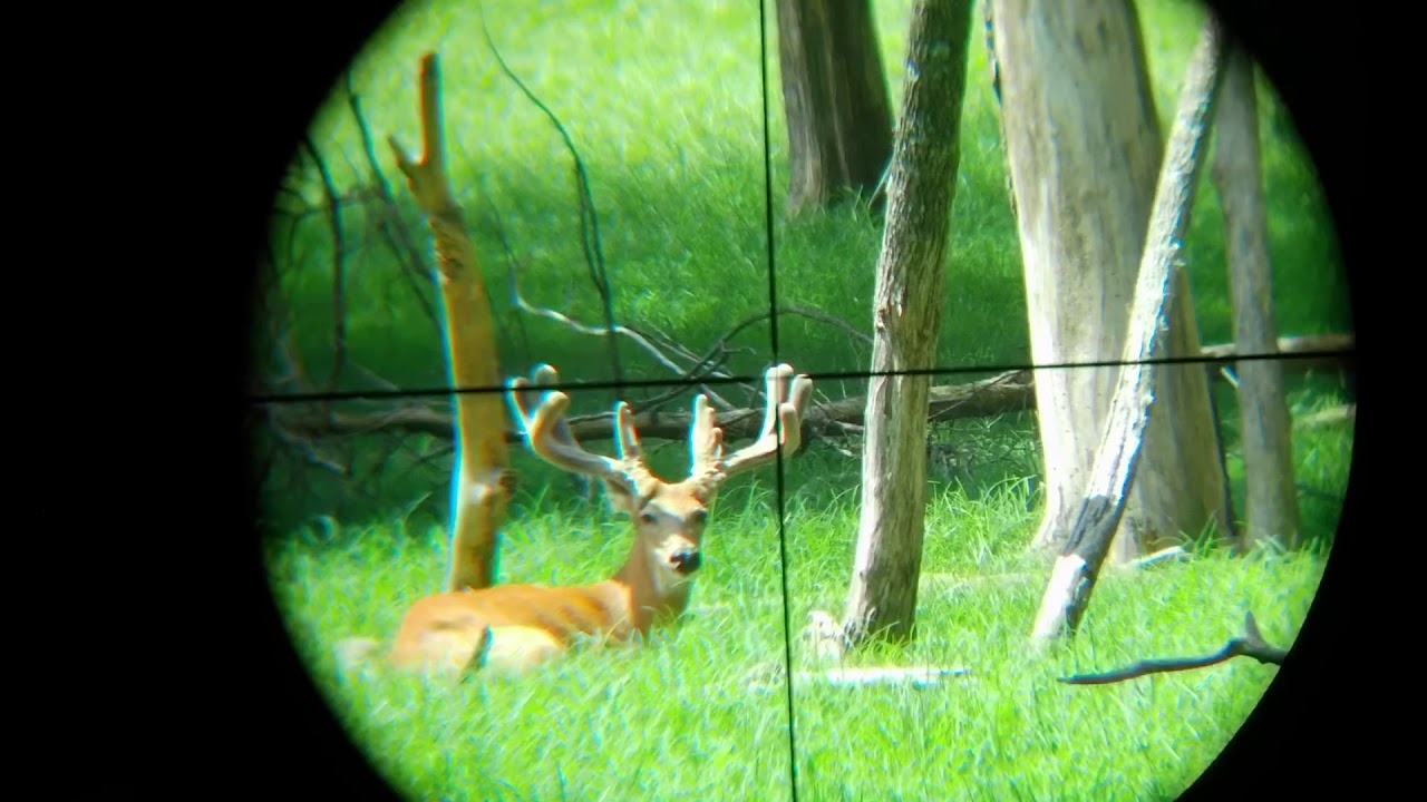 Monster Eight Point! Tactacam FTS at Oak Creek Whitetail Ranch