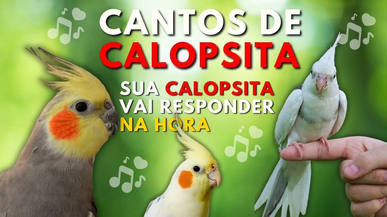 CALOPSITAS CANTANDO UM CANTO LINDO E NATURAL #cockatiel #calospita