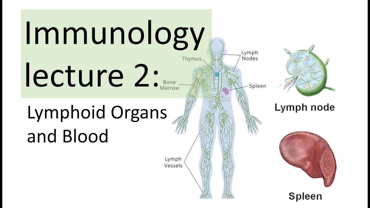 Immunology Lecture 2 | Primary and Secondary Lymphoid Organs and Blood (Hematopoiesis)