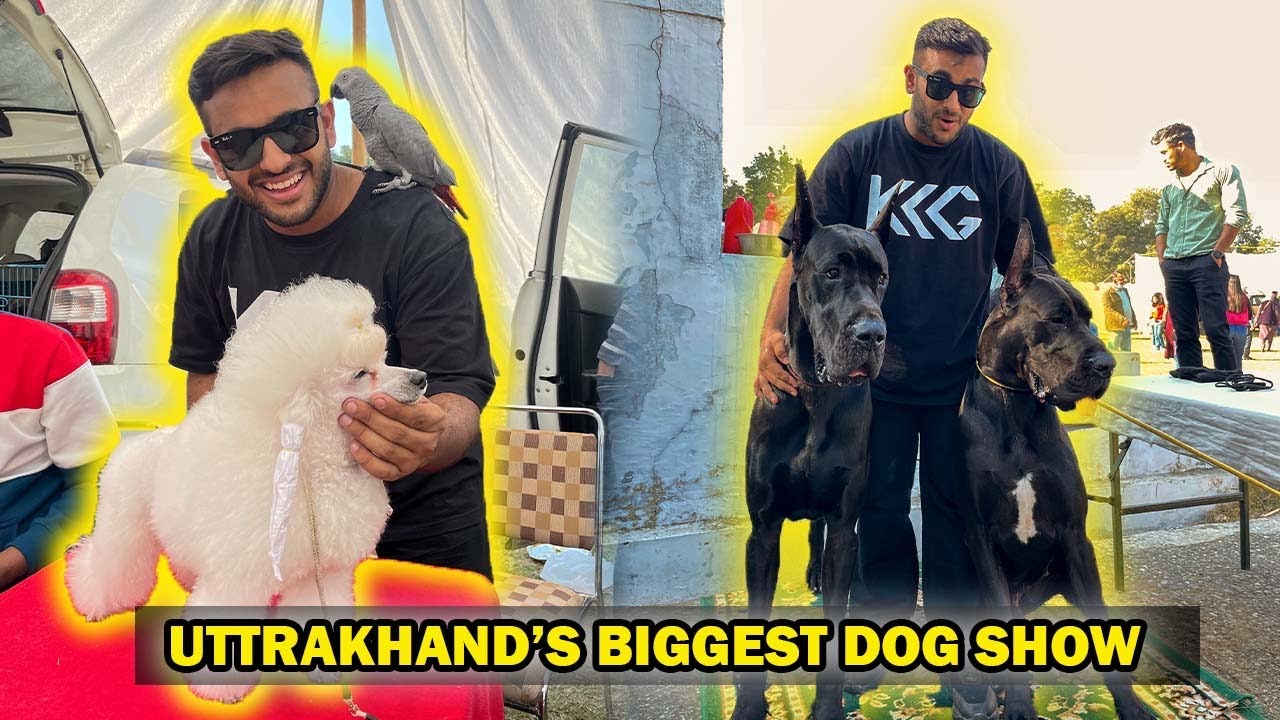 Big Dog Breeds in Uttarakhand Dog Show😱