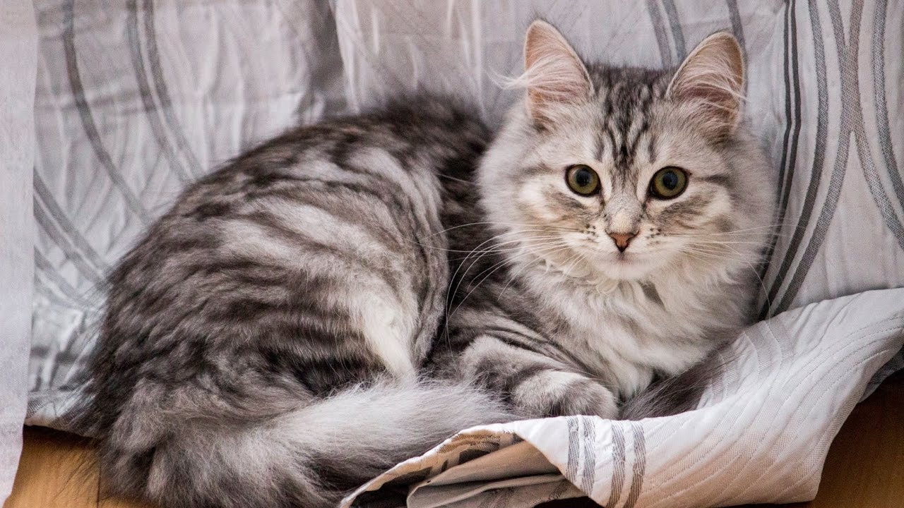 Cutest cat on Earth - Siberian Silver Cat