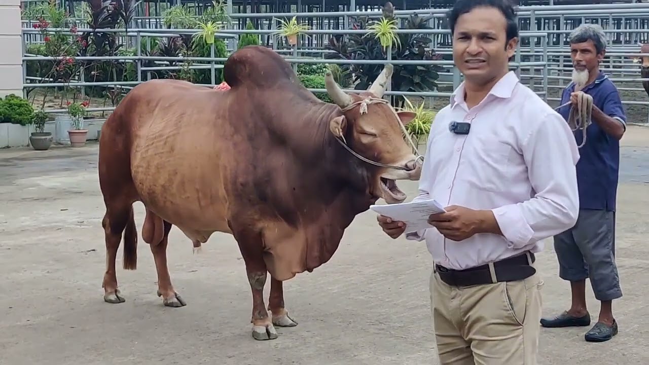 এ সি আই জেনেটিক্সের RCC ষাঁড় ,  লালু এবং রোমিও সম্পর্কে জেনে নিন।