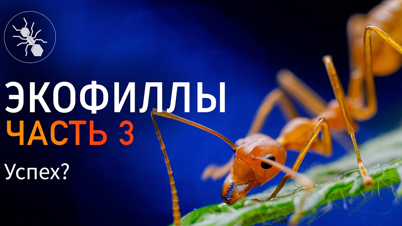 ЭКОФИЛЫ - УСПЕХ ИЛИ НЕТ? OECOPHYLLA SMARAGDINA ЧАСТЬ 3