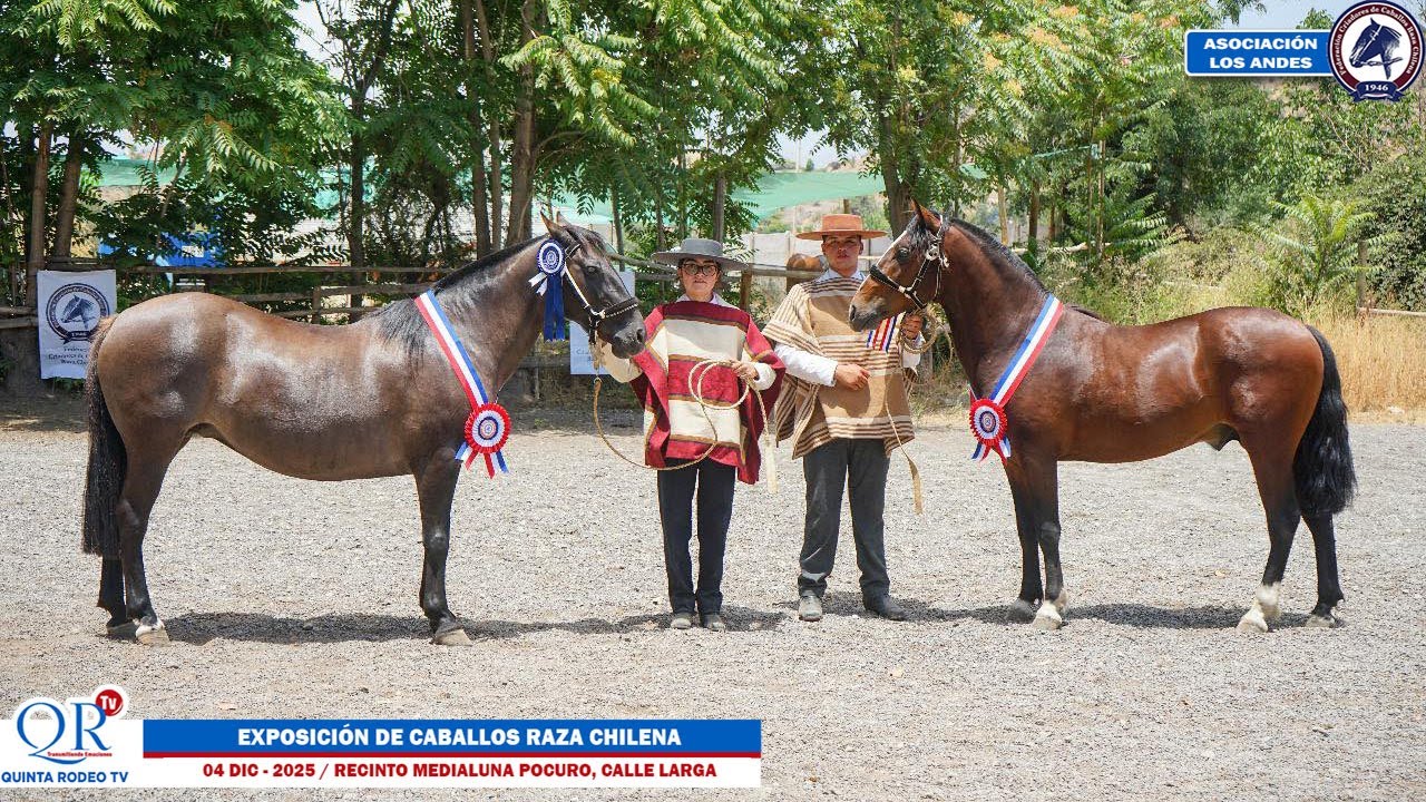 Exposición de Caballos Raza Chilena / Asociación de Criadores de Los Andes Calle Larga, Enero 2025.