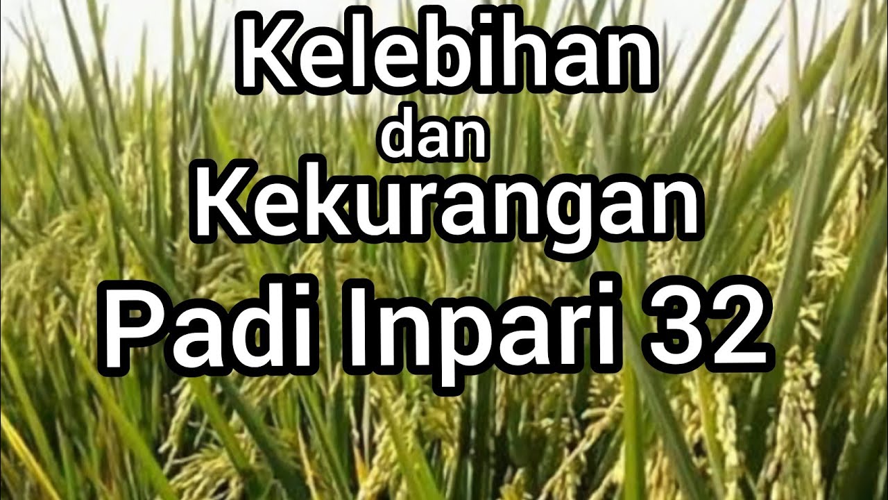 kelebihan dan kekurangan padi inpari 32