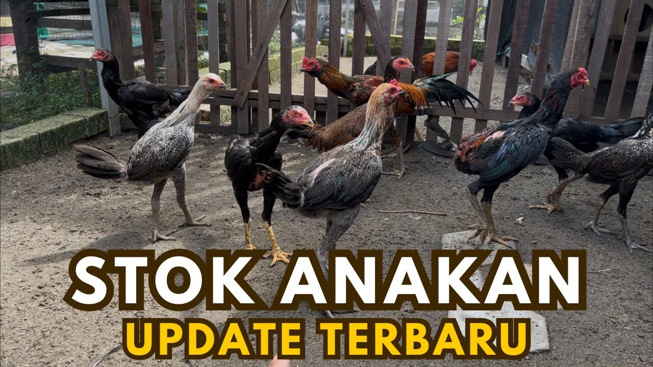 UPDATE TERBARU STOK AYAM PAKHOY DAN PAMA SRG FARM