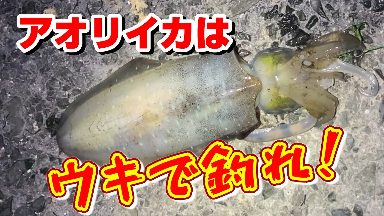 エギングもヤエンも難しそう…諦めないで！アオリイカはウキ釣りで釣れる！【100釣目】
