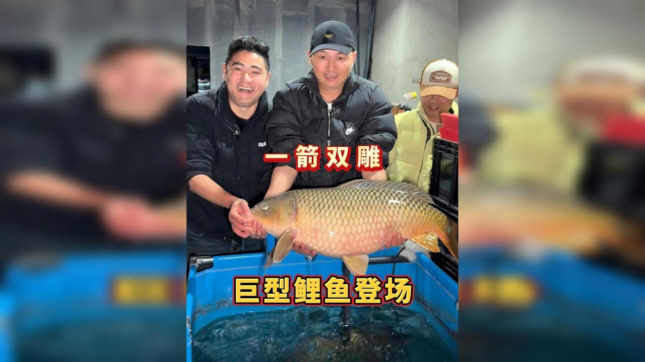 巨型鲤鱼登场，千里送超大鳡鱼只是开胃菜，惊喜在后头！ @利川鸳鸯峡生态鱼养殖场（朱二毛） @豆鱼先生创业版 @豆鱼先生剧透版