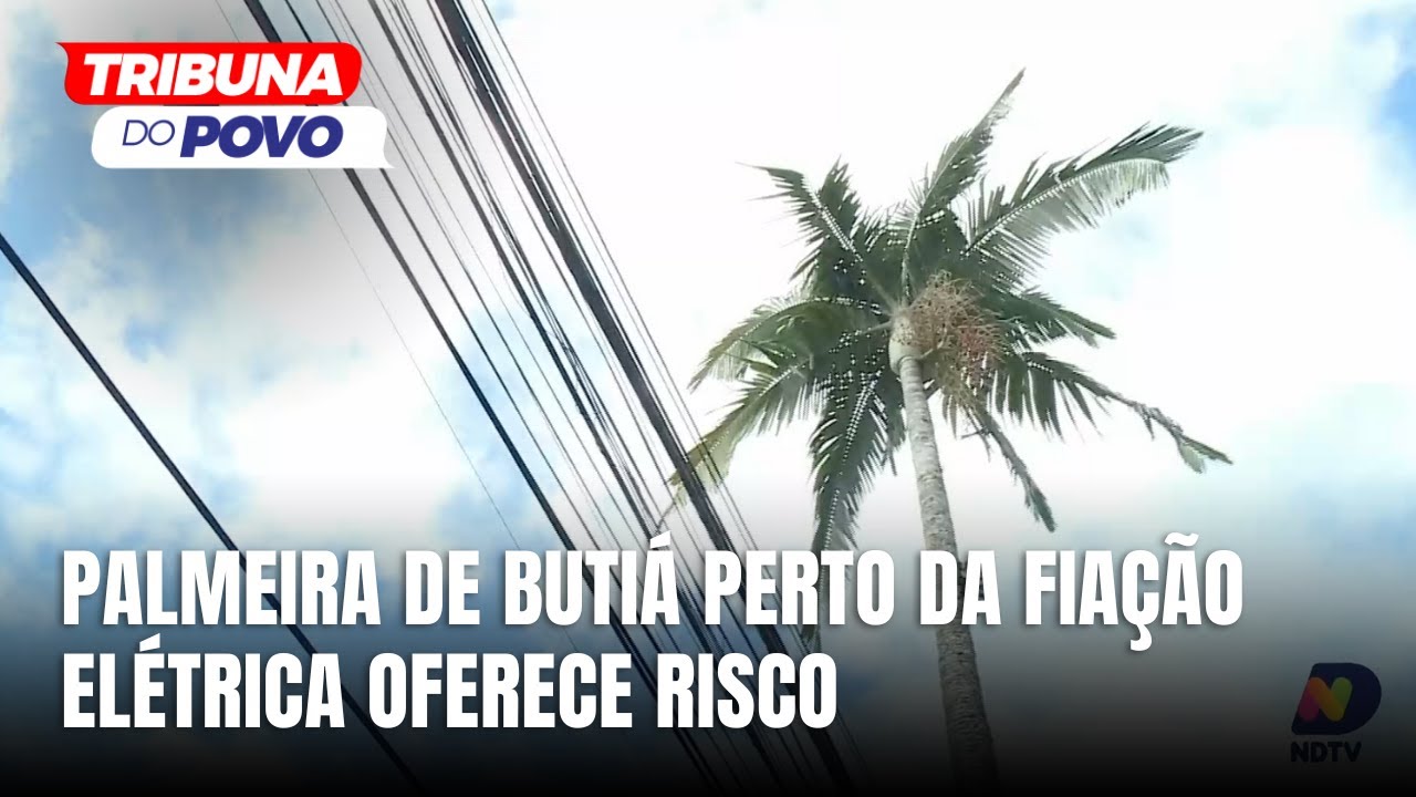 Comunidade alerta para risco de palmeira próxima à rede elétrica