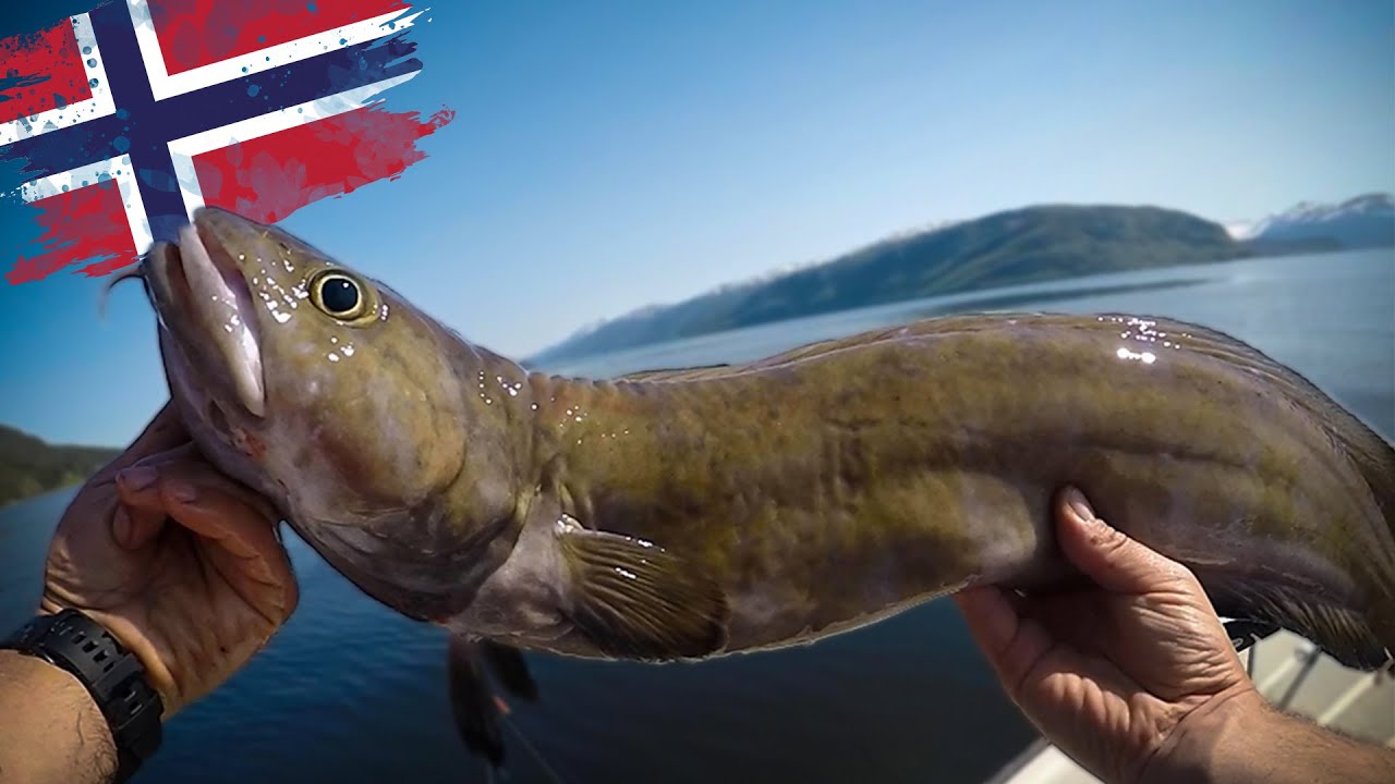 Unglaubliche Fischvielfalt im Sommer in Süd-Norwegen
