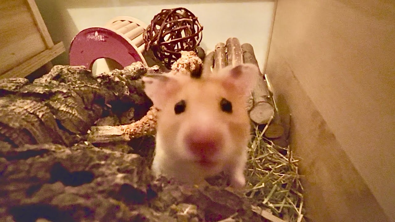 Hamurai tries bread rusk 🍞 for the first time. Crunchy crunchy! ❤️