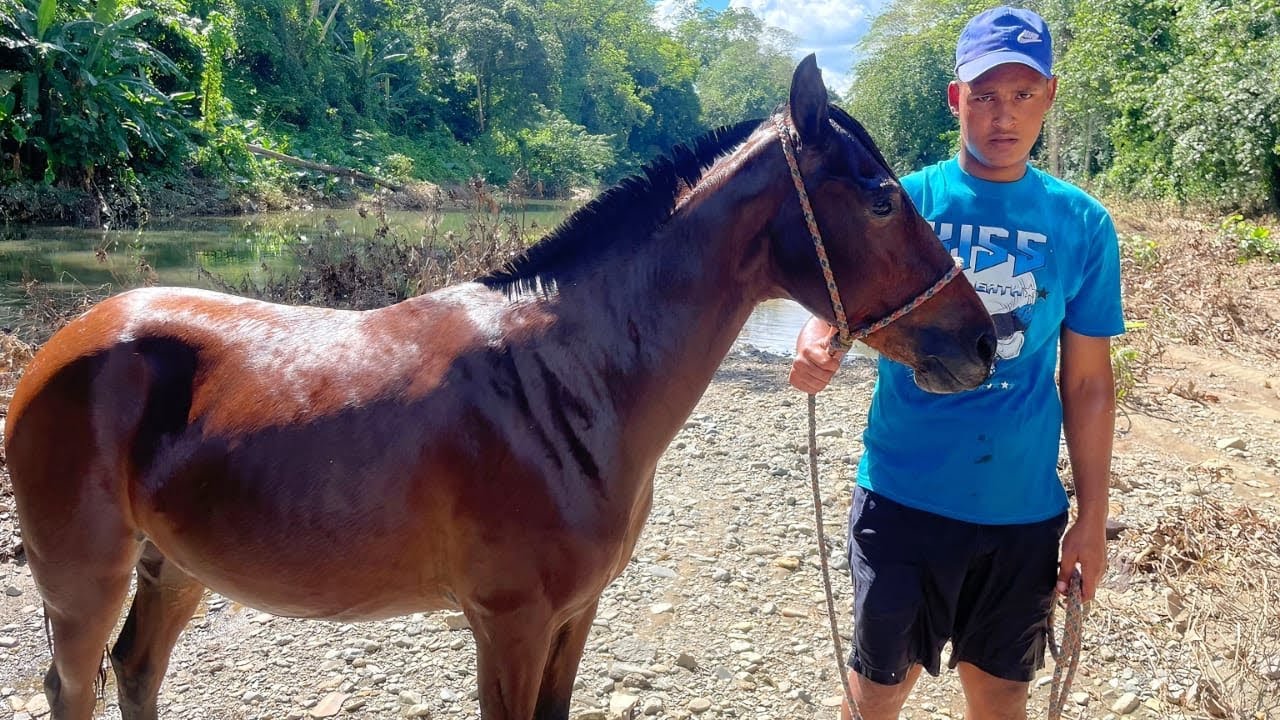 MONTO MI CABALLO Y MI MULA ADEMÁS DE BAÑARLOS 🐎🫏