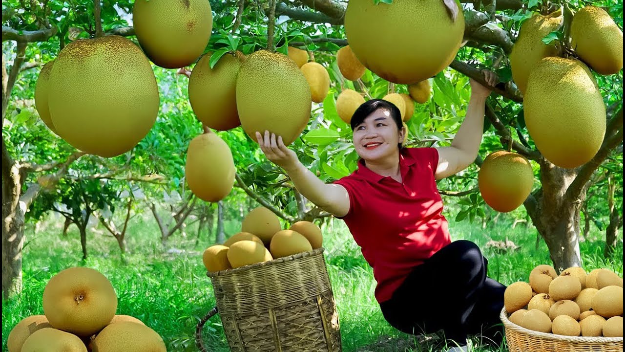 Harvest Sapodilla, Goes To Market Sell - Harvesting and Cooking | Daily Life