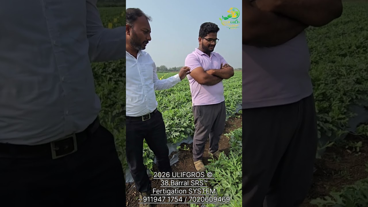 विषमुक्त कमी खर्चात कलिंगड व्यवस्थापन#Poison Free watermelon#jayeshwaghchaure#91919471757#7020609469