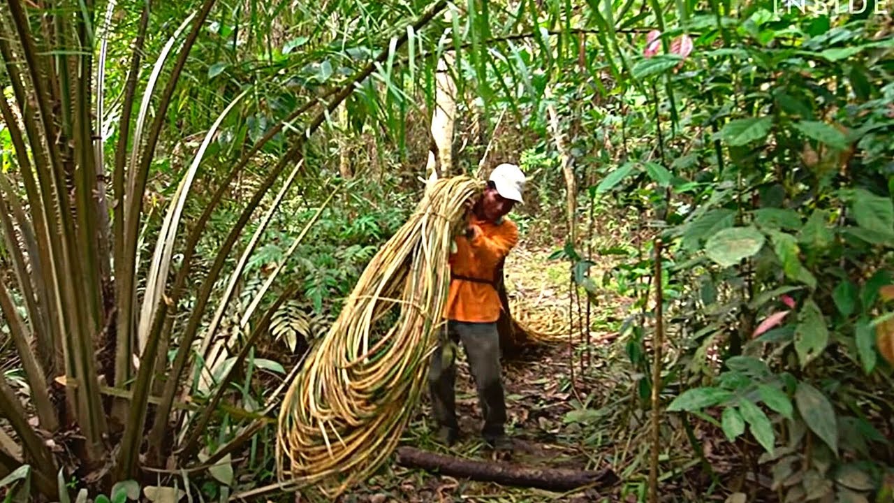 Ротанг/Rattan  | Почему он такой дорогой?