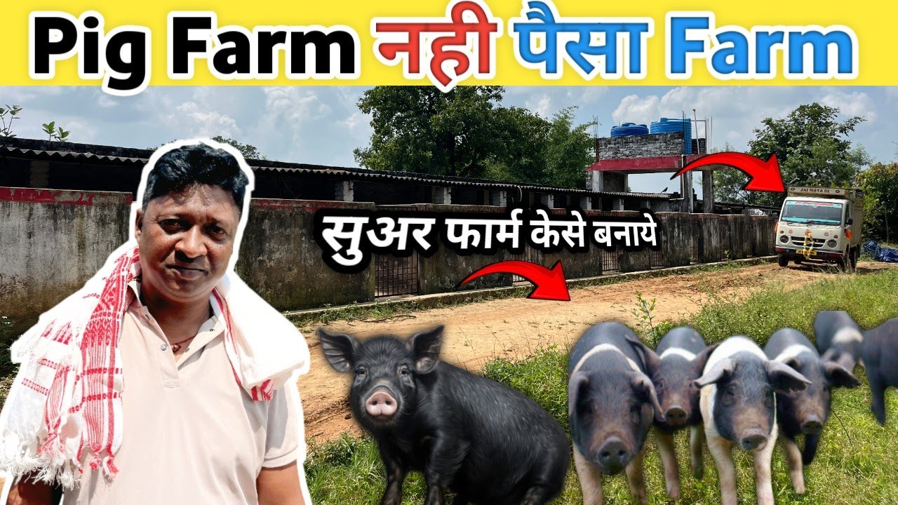 Pig Farm नही पैसा Farm ! High cost pig farming ! Pig farm in Bokaro Jharkhand