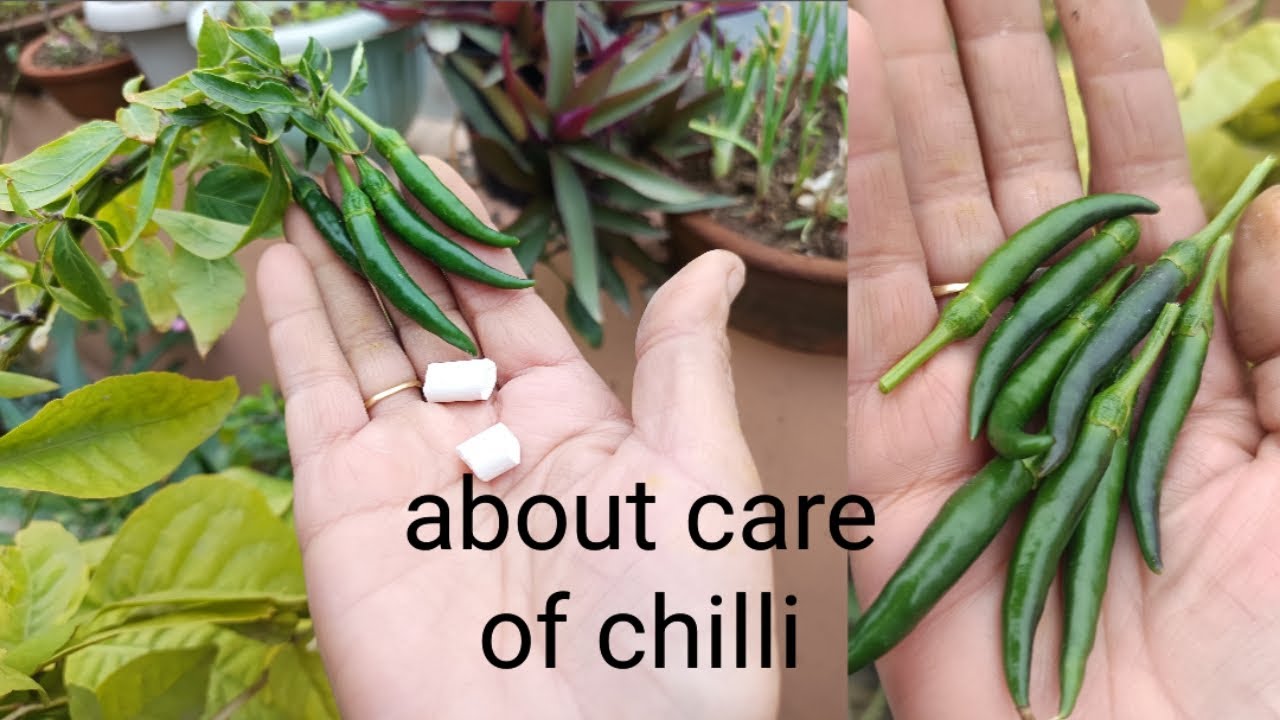 Sardiyo me mirchi plant ki dekhbhal #मिर्ची के पौधे की देखभाल #virelvideo