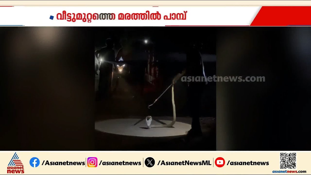 പത്തി വിടര്‍ത്തി അങ്ങനെ നില്‍ക്കുന്നു... വീട്ടുമുറ്റത്തെ മരത്തില്‍ കയറിയ മൂര്‍ഖനെ പിടികൂടി