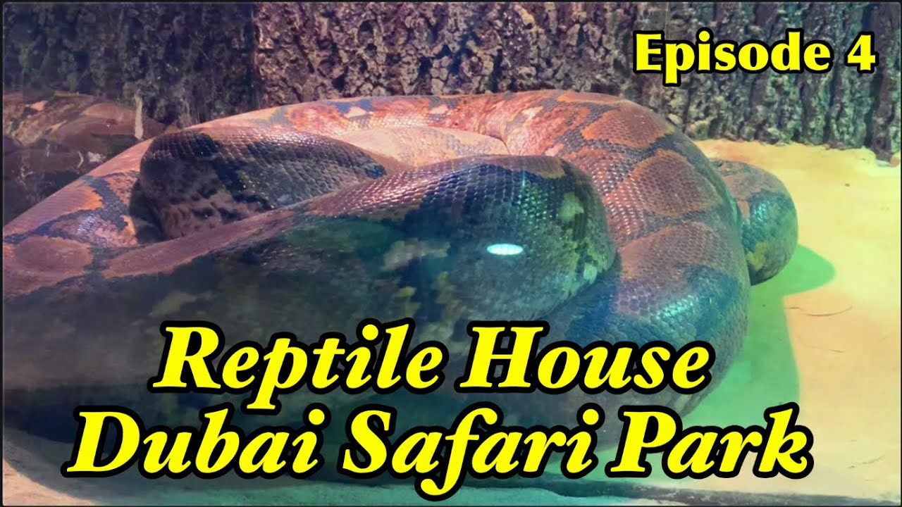 🇦🇪 Dubai Safari Park | Reptiles House | African Village Dubai Zoo | Dubai Attractions | Must See