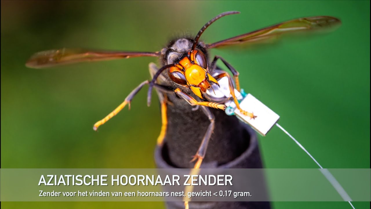 Aziatische Hoornaar opsporing kit