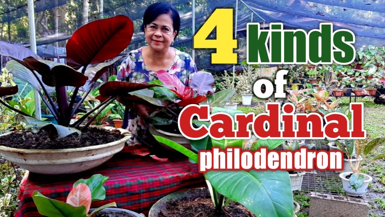 4 KINDS OF CARDINAL PHILODENDRON.