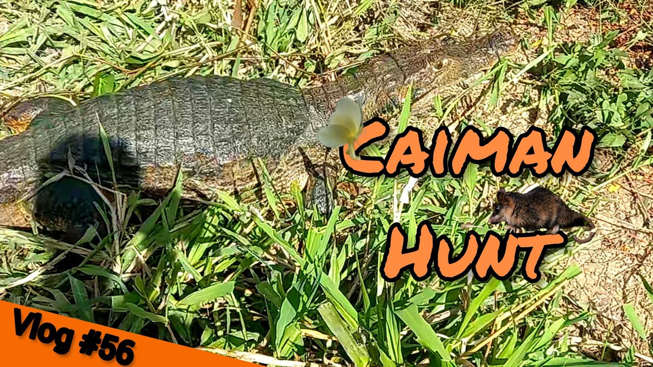 T&T Nature Vlog #56: Caiman Hunt