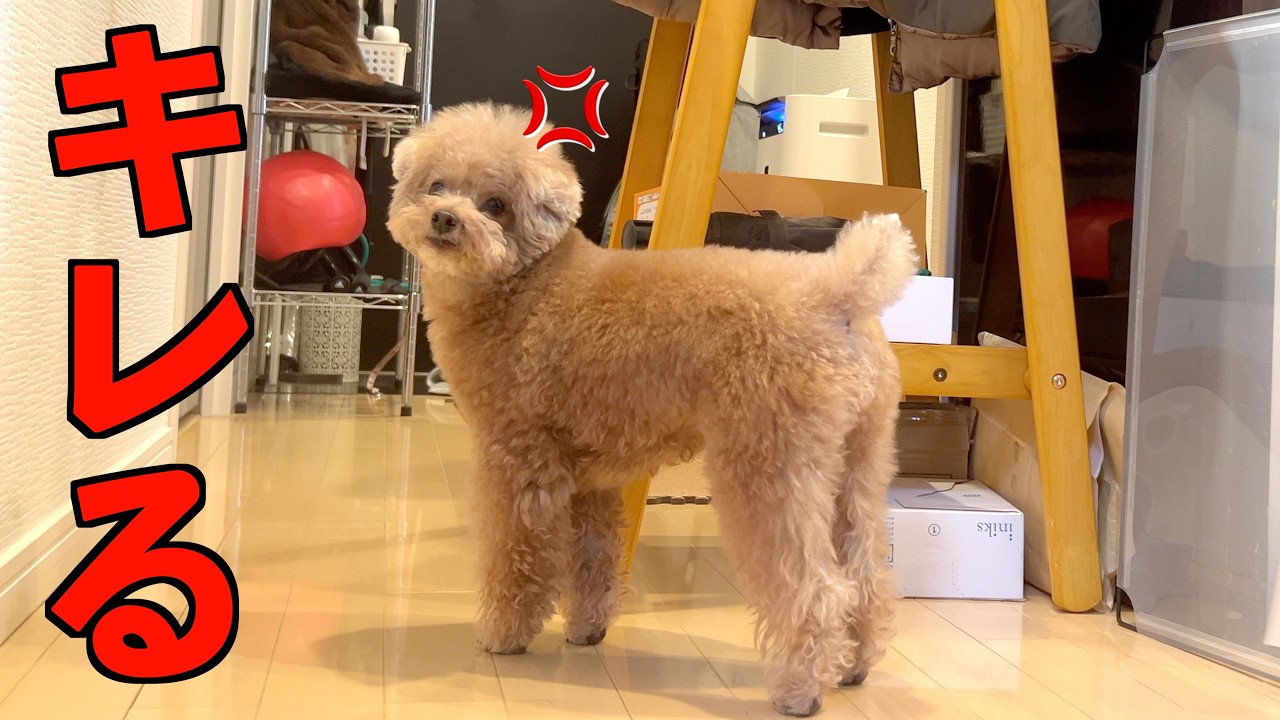 温厚な兄犬が忘年会で遅いパパを心配しすぎてキレてしまいました…【トイプードル】