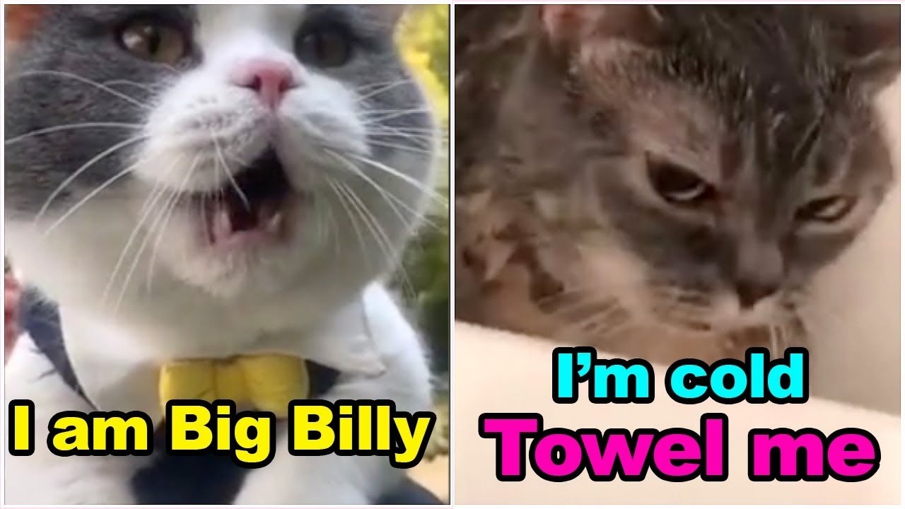 Big Billy Won’t Stop Talking 😂🐱 | Funniest Talking Cat Ever