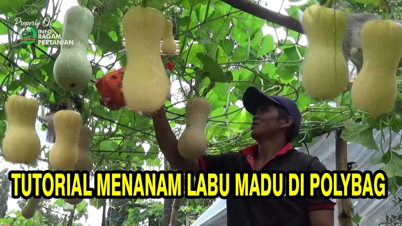 Panduan Lengkap Menanam LABU MADU di POLYBAG dari Awal sampai Panen