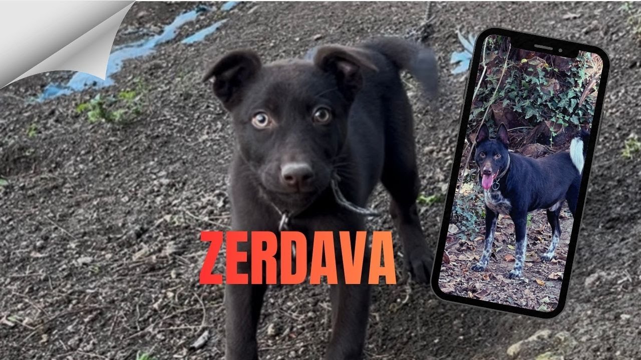 ZERDAVA... ENİKLERİMİZ.. 20 GÜNLÜK OLDU..İNANILMAZ BİR IRK...ZERDAVA BAKMAYAN KÖPEK BAKTIM DEMESİN..