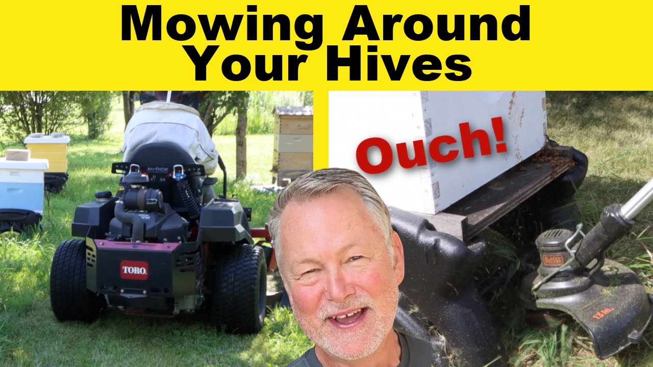 Beekeeping: How To Mow Around Your Bee Hives