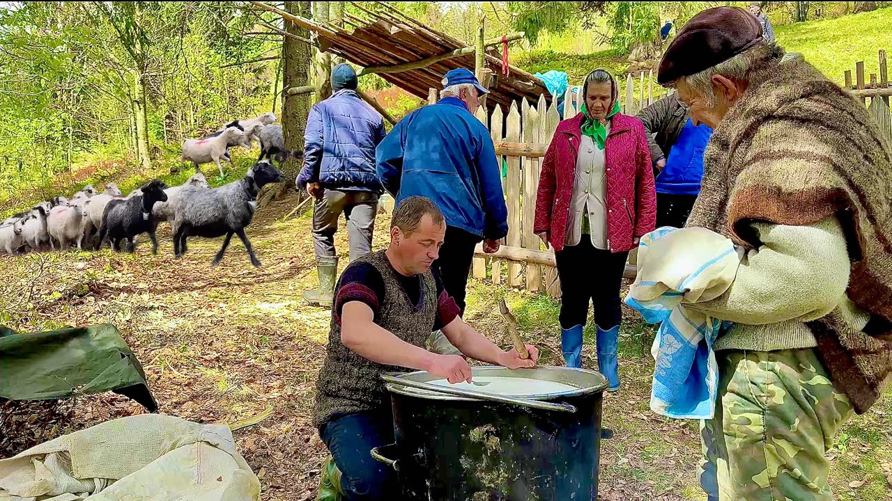 Real life in the Carpathian Mountains: tradition - eraning a flock into the meadow