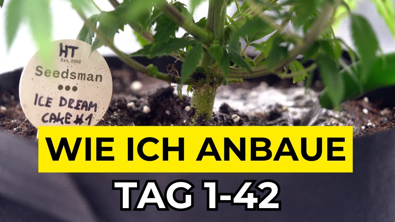 Samen bis Ernte - Tag 1-42 l S&auml;mling & Wachstumsphase l Mars Hydro 150 x 150 Growzelt Komplettset