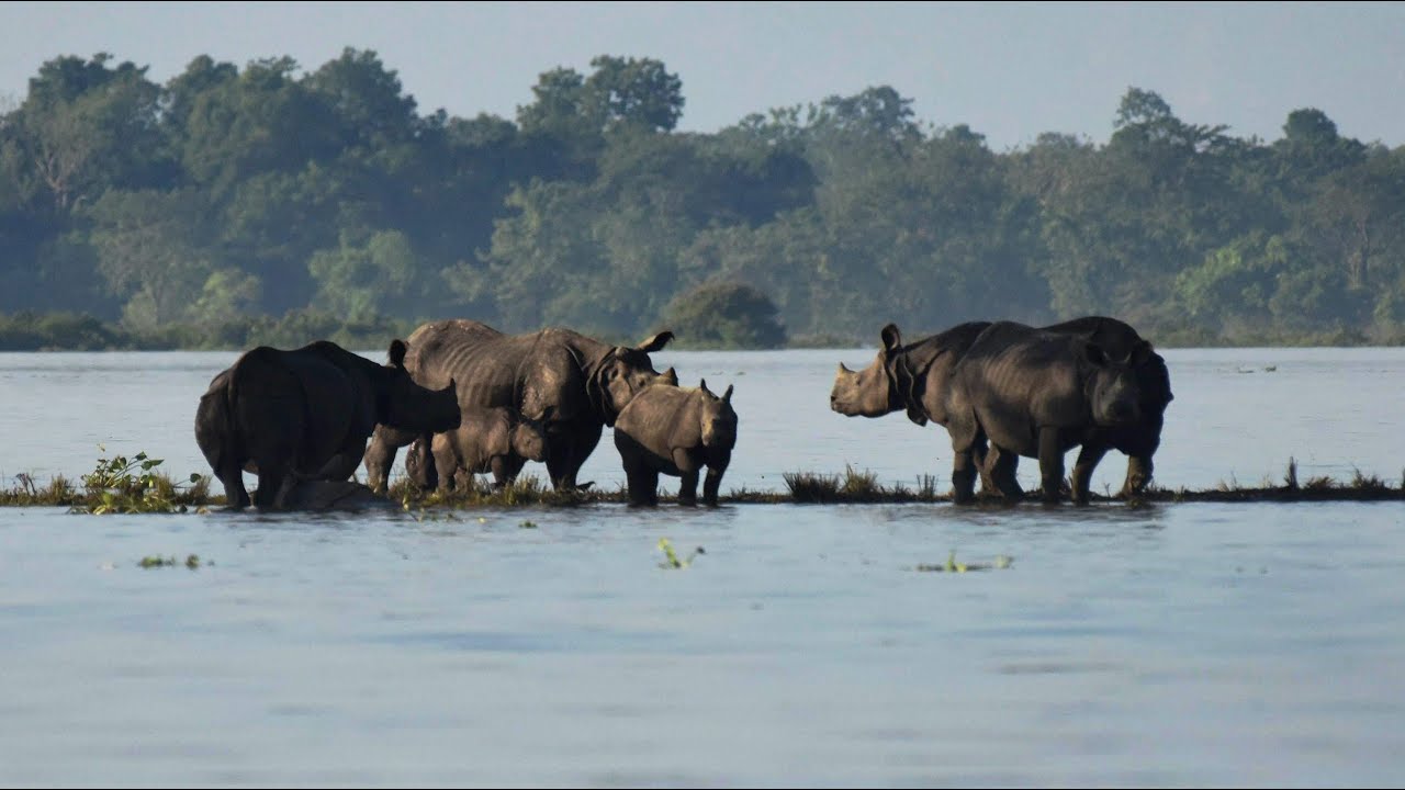 काजीरंगा राष्ट्रीय उद्यान: दुनिया के विख्यात एक ‘सींग वाले गैंडे का घर। [Kaziranga]—Hindi Video—EP#6
