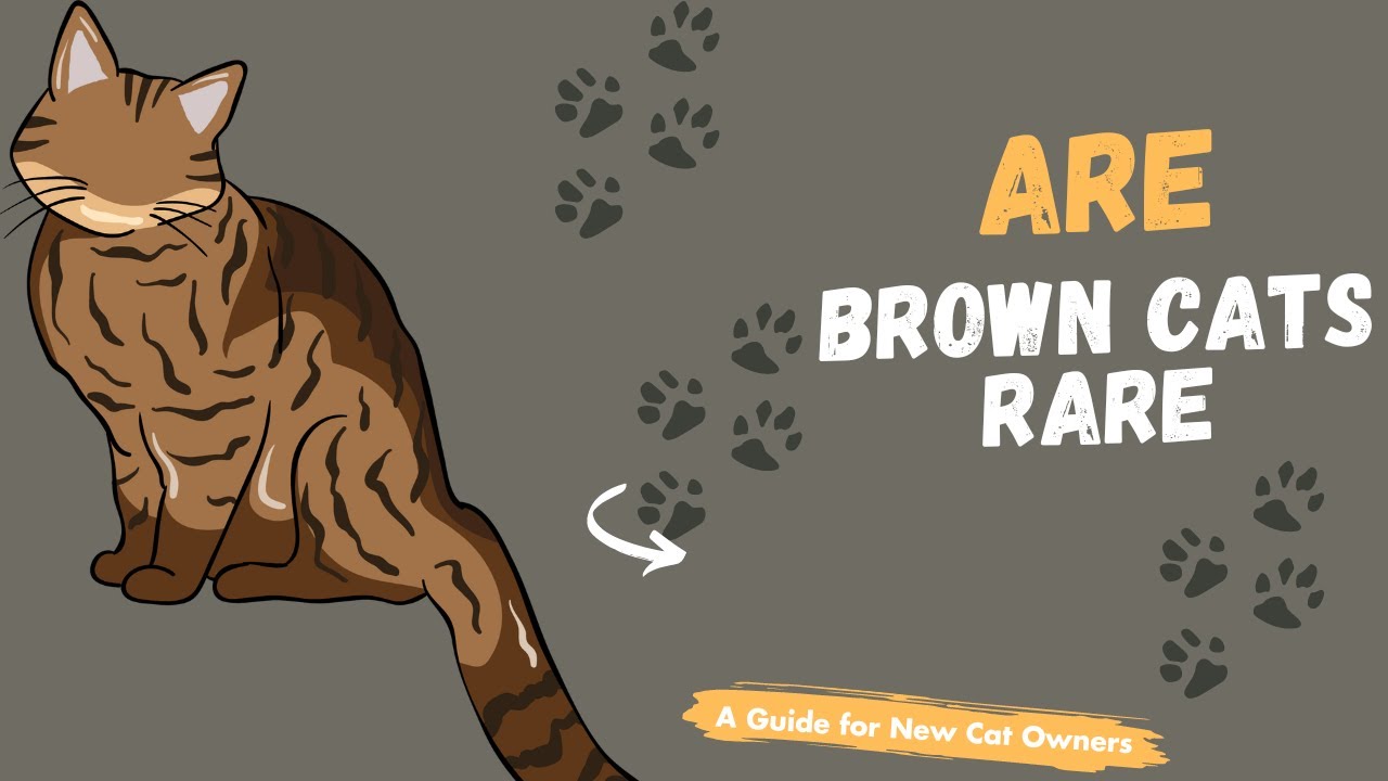 Brown Cats: Are Brown Cats Really Rare?