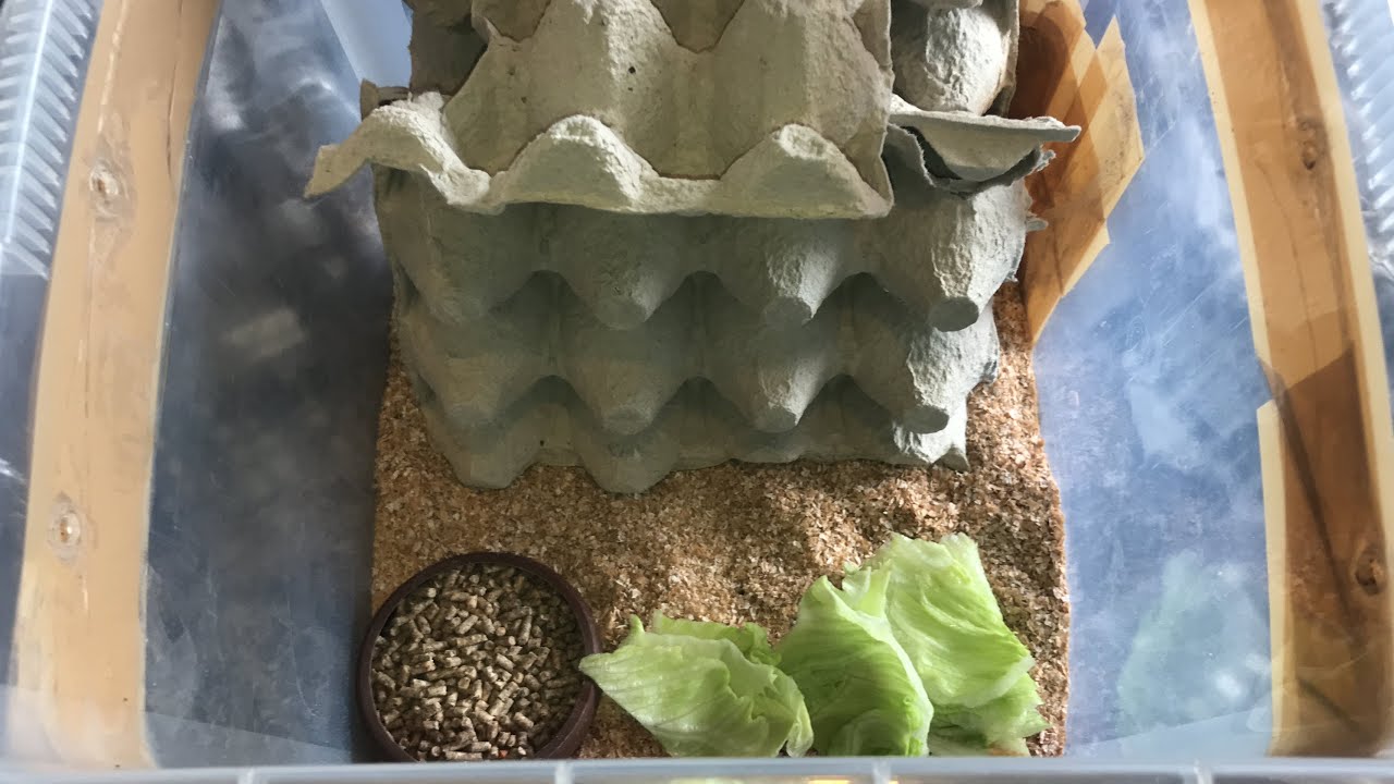 300 Adult Red Runner Cockroaches Housing And Care