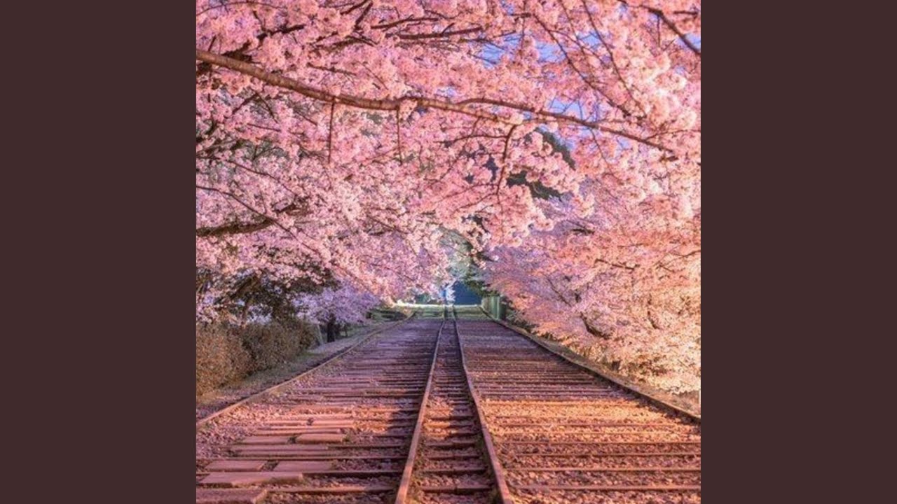 delicate dawn