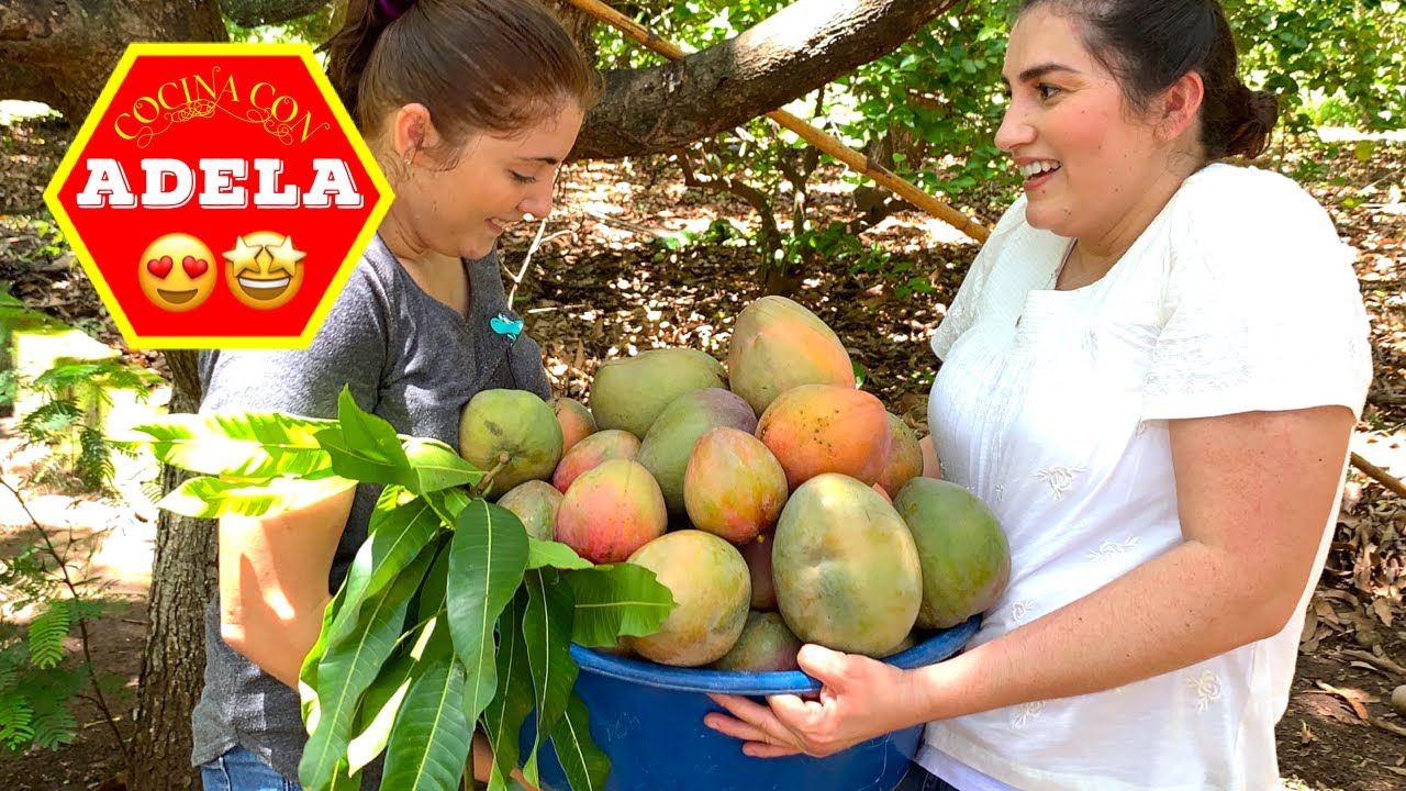 ☘️ Fuimos a cortar mangos GIGANTES😱!