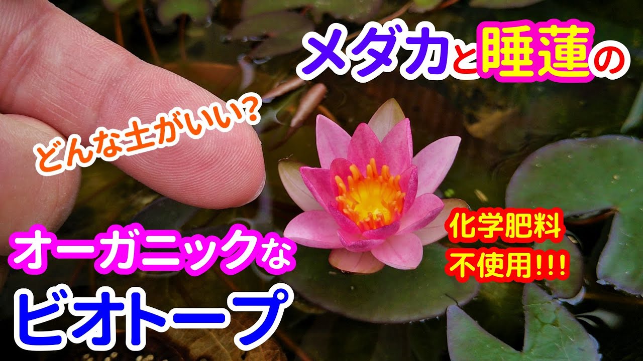 睡蓮初心者が作る！ メダカの循環型ビオトープ☆ メダカと睡蓮のオーガニック・ビオトープ 第1話