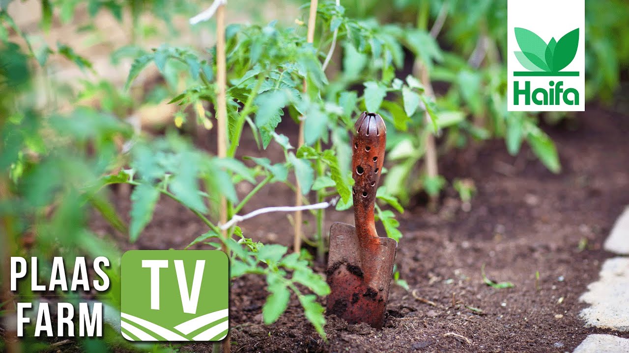 Growing success: Haifa Group's global impact on agriculture