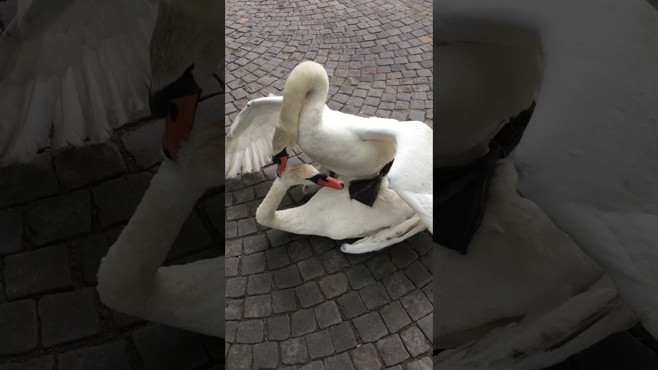 Mute Swans Fighting For Territory