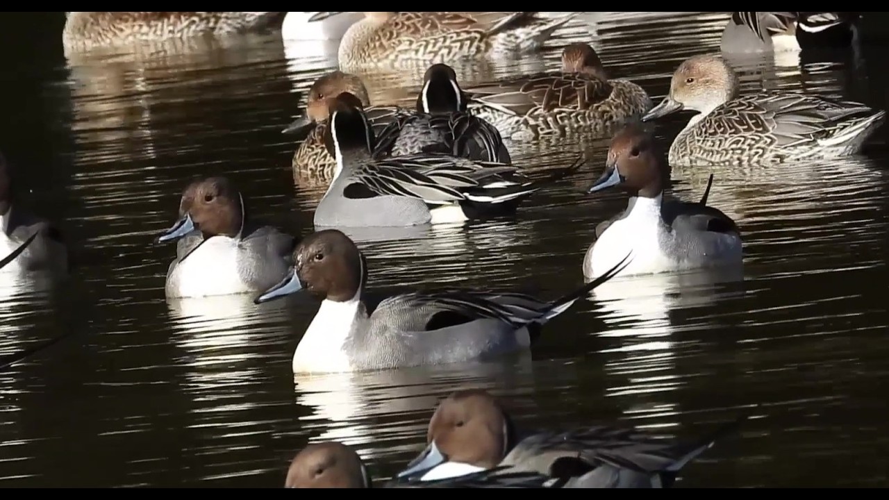 A Peaceful Day with Pintails : Swimming, Grazing, and Resting by the Water