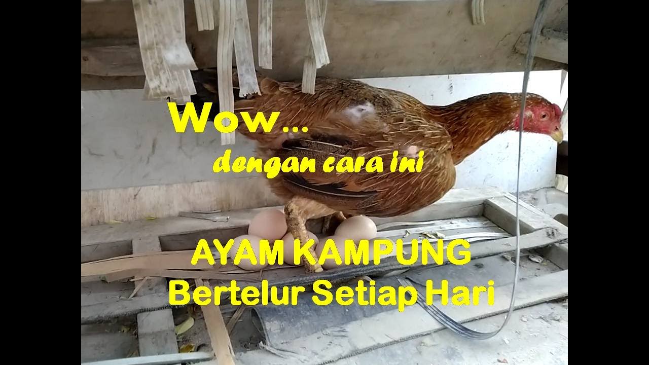Wow... dengan cara ini AYAM KAMPUNG Bertelur Setiap Hari
