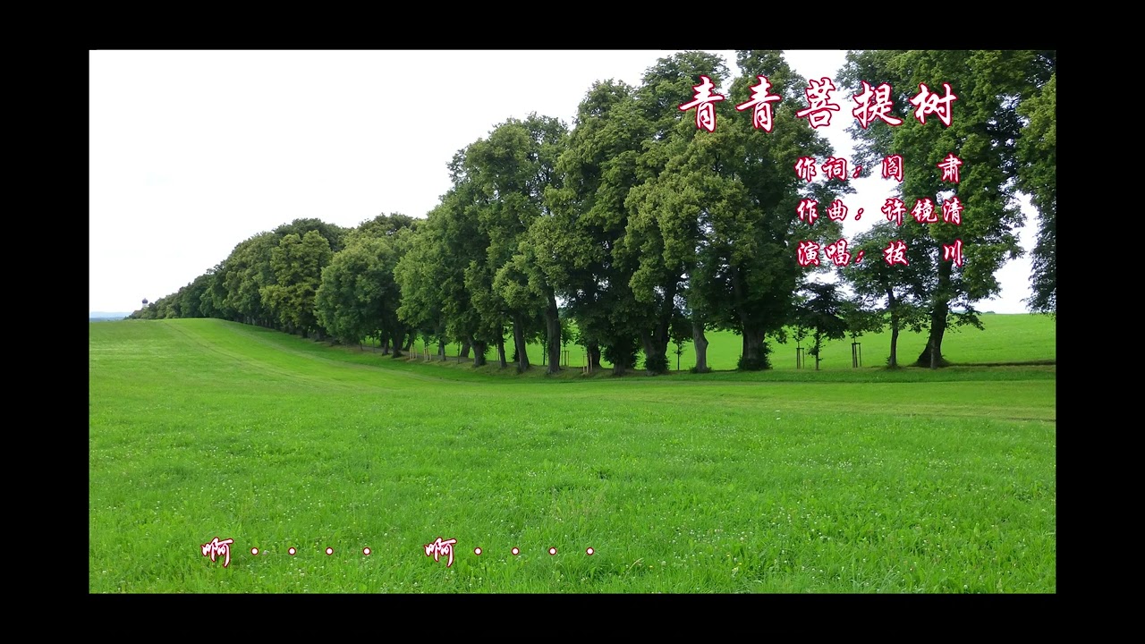青青菩提树 / Green Bodhi tree / Montreal